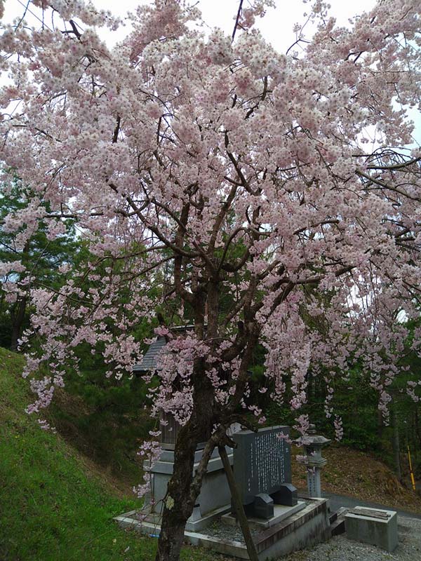 4.下山口のエドヒガン桜が満開