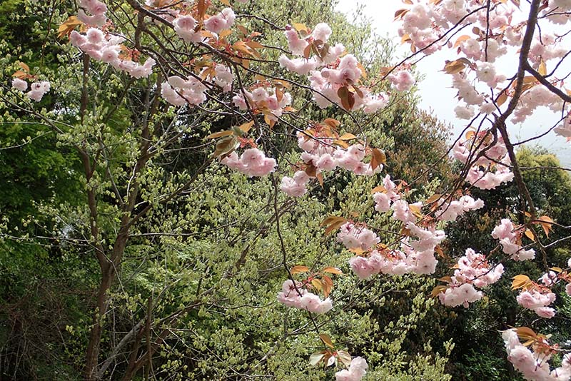 3.瑞龍寺の八重桜