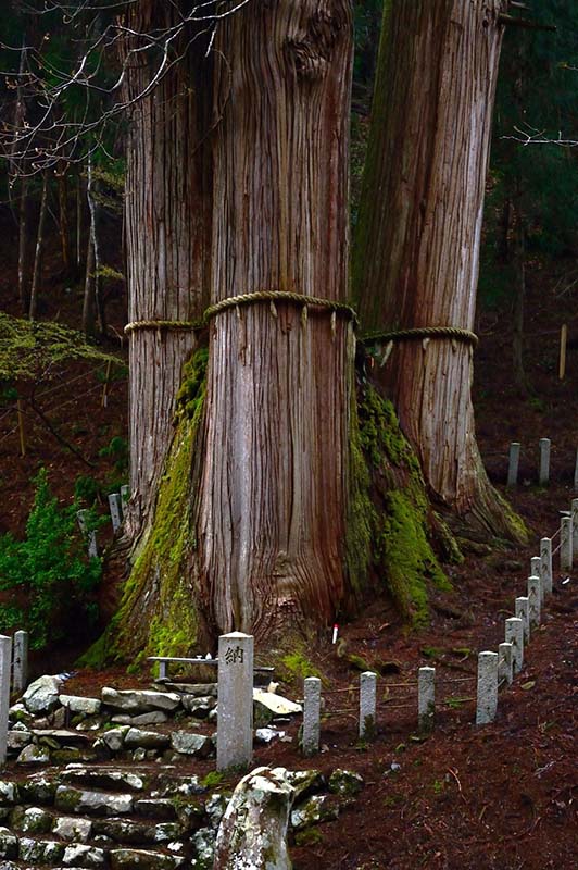 2.日本一高いとされた三本杉