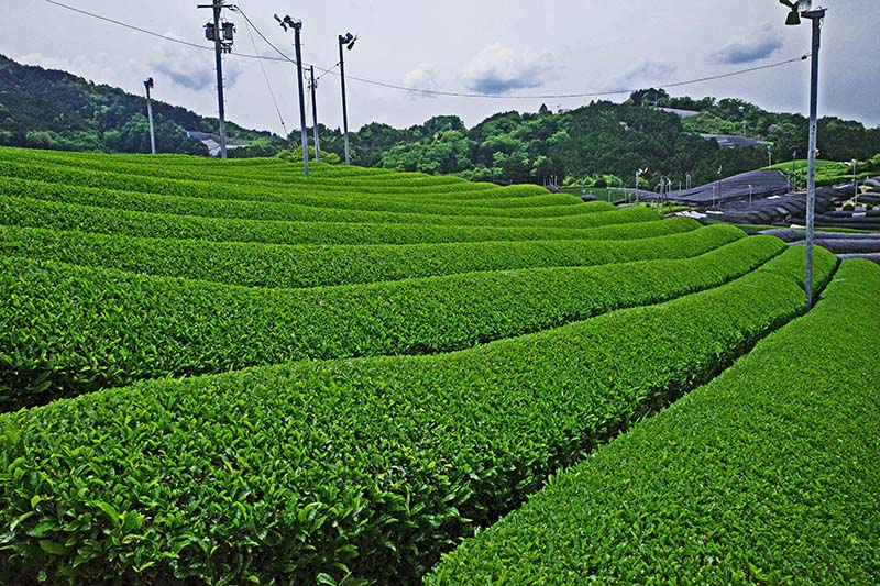 1.茶畑①