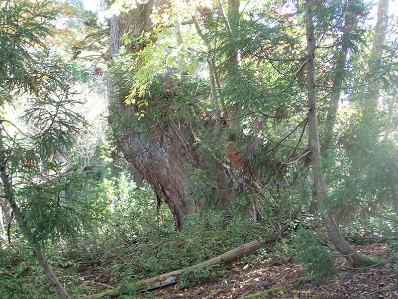 6.巨木１最初の巨木です