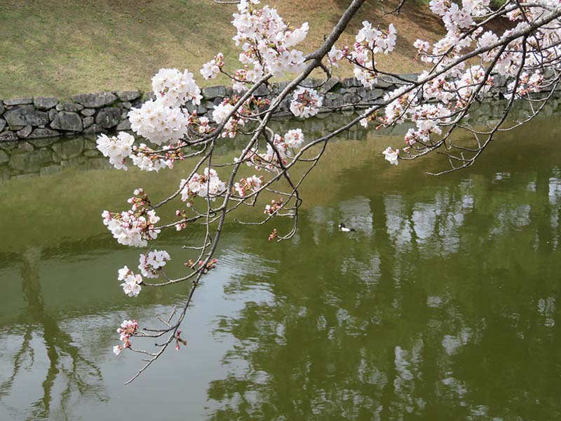 彦根城の外堀桜