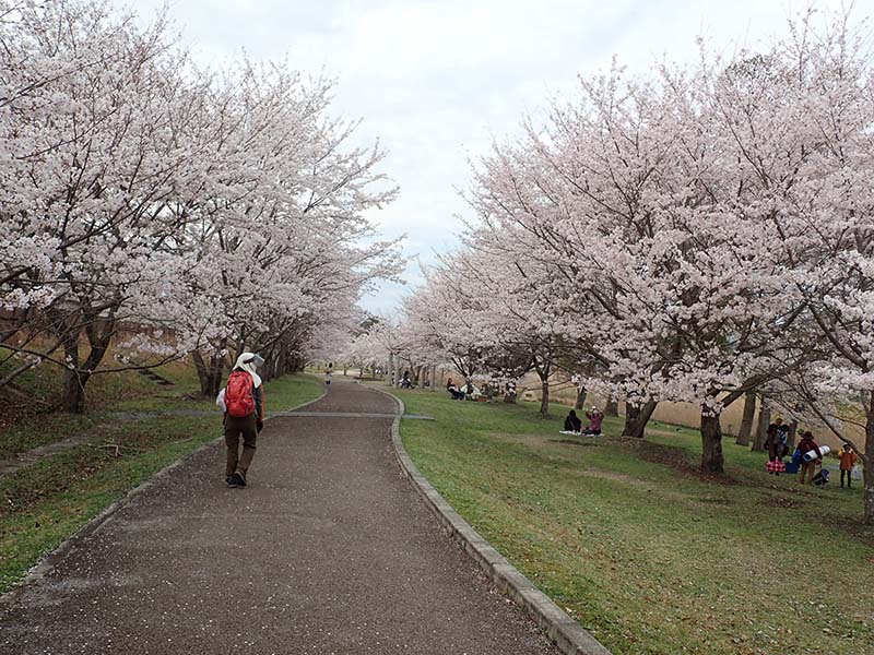 11.田上公園の素晴らしい桜並木