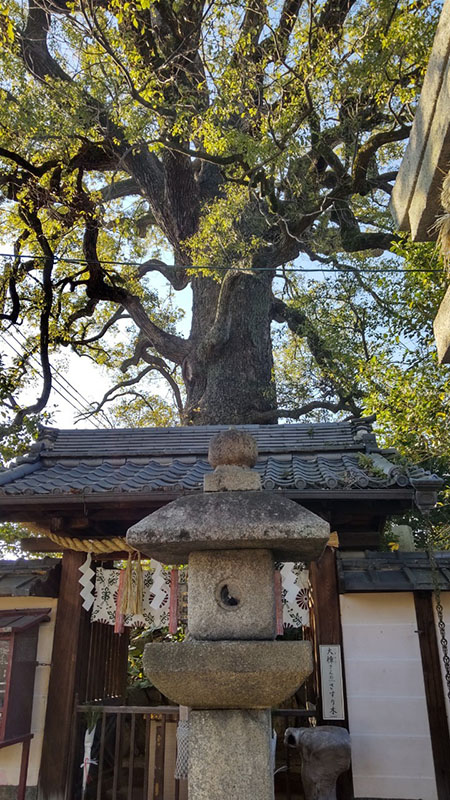 17.新熊野神社・大樟（樹齢900年）