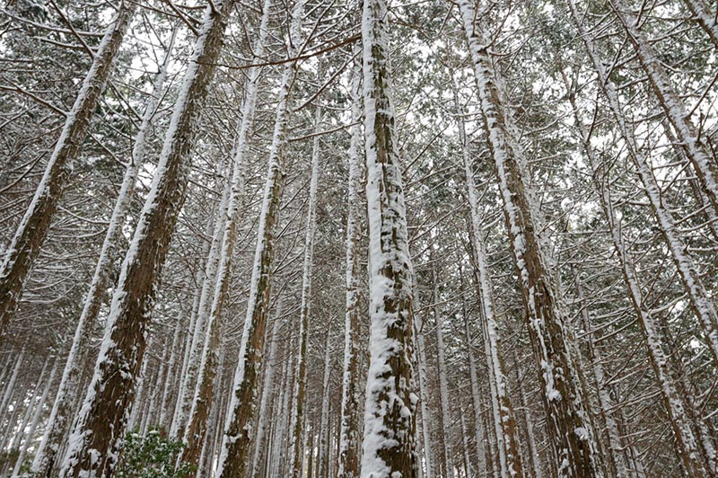 2.雪の杉林